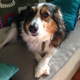 Illustration for article titled My dog is humiliating